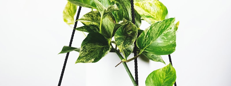 欧洲五大联赛标志并列展示